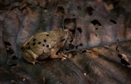 parquenacionalGueppí_Diego_WWF_9