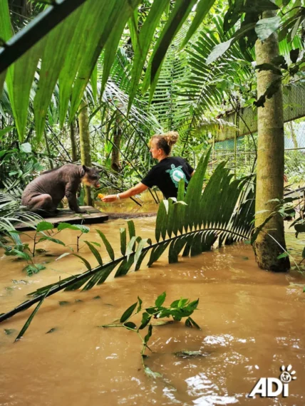 Taricaya-santuario-3