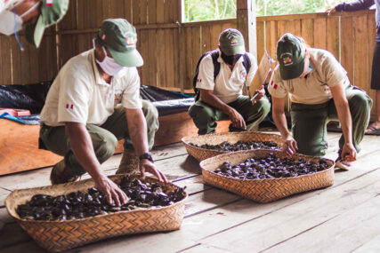 Liberan taricayas en Pacaya Samiria