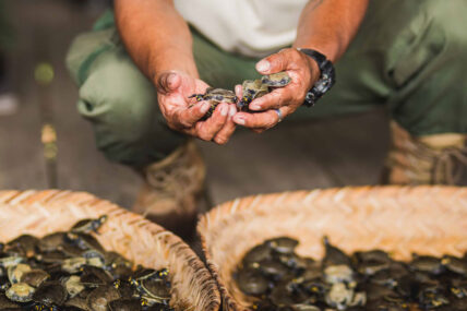 Liberan taricayas en Pacaya Samiria