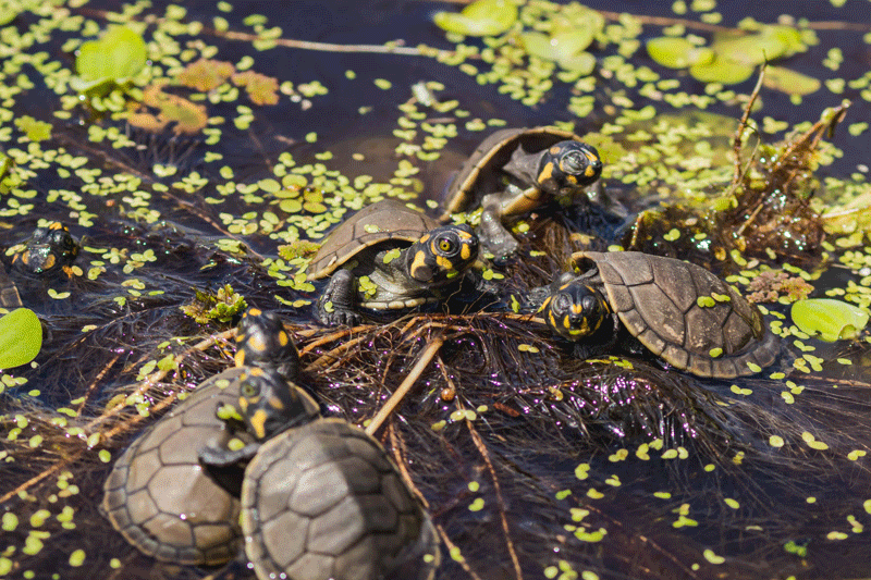 Liberan taricayas en Pacaya Samiria