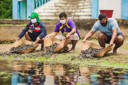 Liberan taricayas en Pacaya Samiria