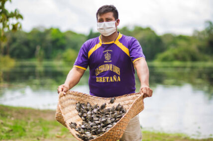 Liberan taricayas en Pacaya Samiria