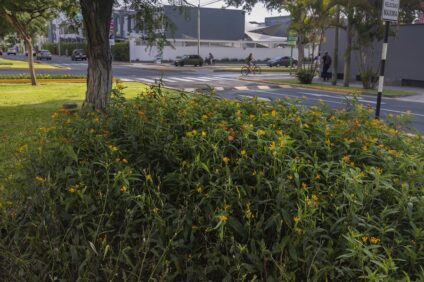 flores - mariposa monarca - diego spda