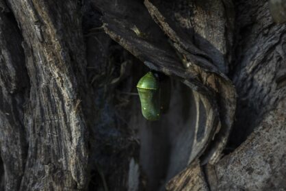 mariposa monarca - diego perez - spda1