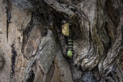 mariposa monarca - diego perez - spda2