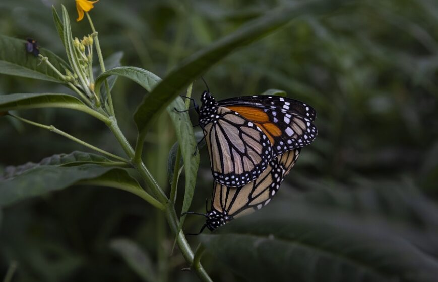 mariposa monarca - diego perez - spda3