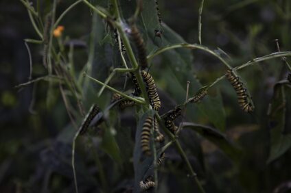 oruga - mariposa monarca - diego perez - spda