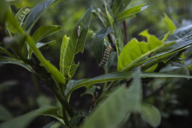 oruga - parques de lima - mariposa monarca - diego perez