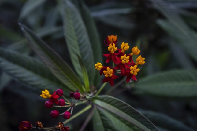 spda - flores - mariposa monarca - spda - diego perez