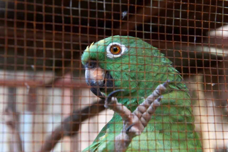 Pihuicho_tráfico de fauna_Diego Pérez