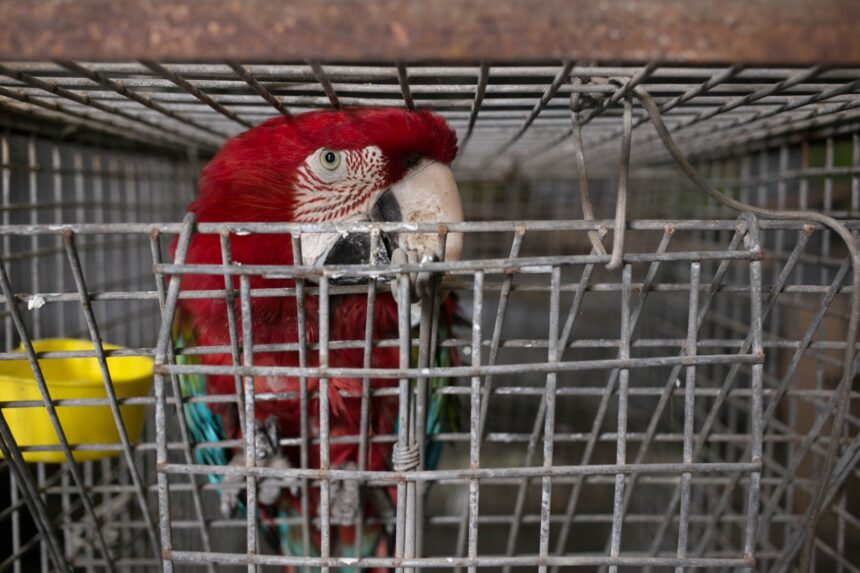 SERFOR_tráfico de guacamayos_MG_0296_2