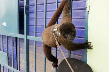 SERFOR_tráfico de monos_MG_0536_2