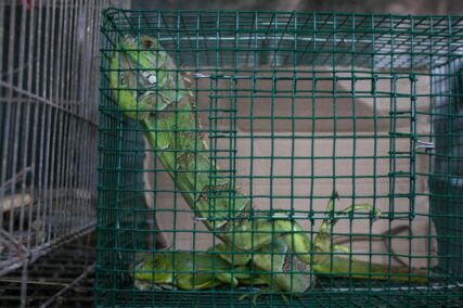 SERFOR_tráfico de reptiles_MG_3902_2