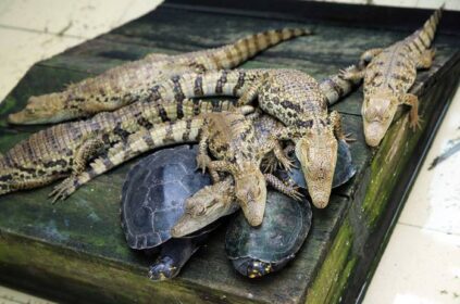 lagartos-y-taricayas-CREA-SPDA