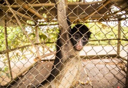 trafico_fauna_silvestre_actualidad_ambiental_2