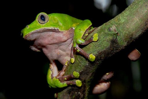 Foto-6_Hypsiboas_bicolor_ADC