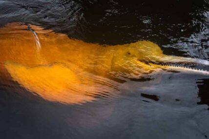 Gueppí_Diego-Pérez_WWF-(12)