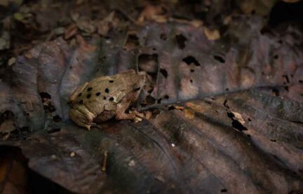 Gueppí_Diego-Pérez_WWF-(5)