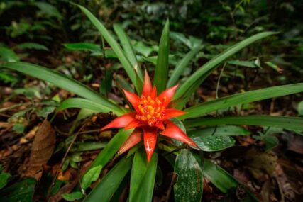 PNCordilleraAzul2_MarlonDAG_nousarsinpermiso