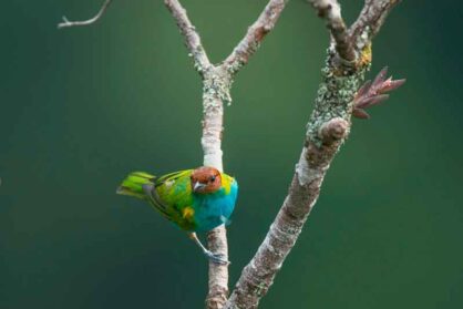 PNCordilleraAzul5_MarlonDAG_nousarsinpermiso