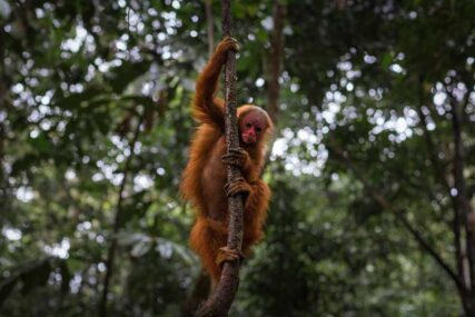 Sierra-del-divisor_DiegoPérez_WWF-(2)