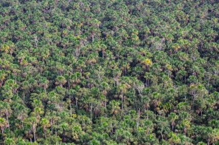 Sierra-del-divisor_DiegoPérez_WWF-(4)