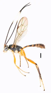 Mnioes attenboroughi Male en honor a Sir David Attenborough