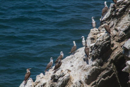 Zona Reservada Illescas. Foto: Conservamos por Naturaleza