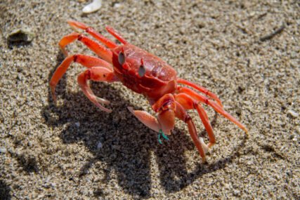 Zona Reservada Illescas. Foto: Conservamos por Naturaleza