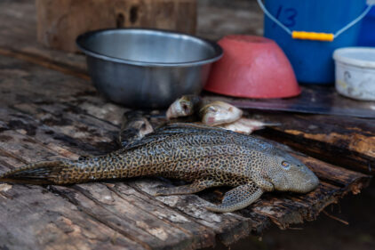Comunidad nativa Santa Rey de Purús