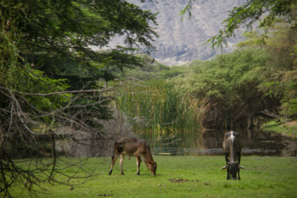 Zona Reservada Illescas. Foto: Conservamos por Naturaleza