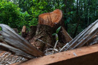 Foto: Diego Pérez / SPDA