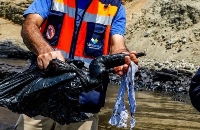 Derrame de petróleo en Ventanilla: sus impactos ambientales en el mar y especies | SPDA Actualidad Ambiental