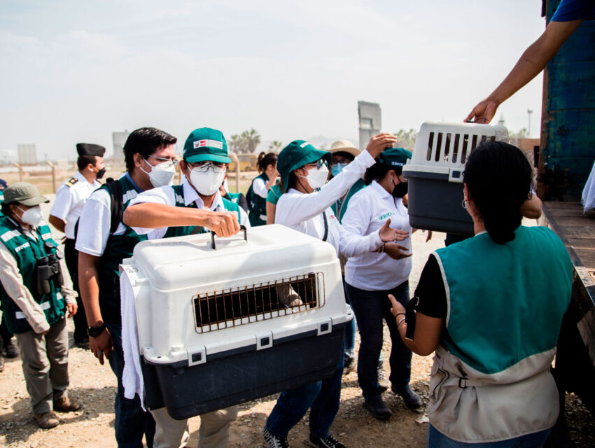 liberacion-de-aves---derrame-de-petroleo-sebastian-sarmiento-spda--