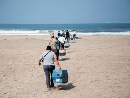 liberacion-de-aves---derrame-de-petroleo-sebastian-sarmiento-spda1--