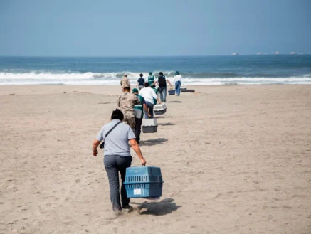 liberacion-de-aves---derrame-de-petroleo-sebastian-sarmiento-spda1--