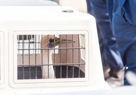 liberacion-de-aves---derrame-de-petroleo-sebastian-sarmiento-spda2--