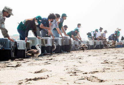 liberacion-de-aves---derrame-de-petroleo-sebastian-sarmiento-spda3--