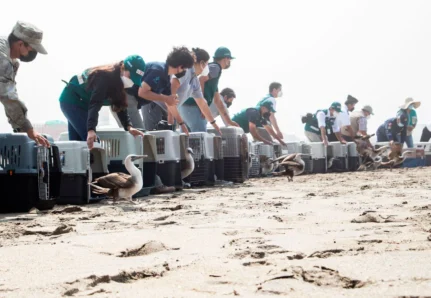 liberacion-de-aves---derrame-de-petroleo-sebastian-sarmiento-spda3--