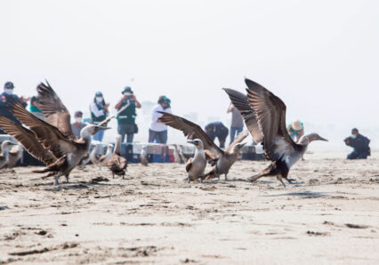 liberacion-de-aves---derrame-de-petroleo-sebastian-sarmiento-spda4--