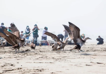 liberacion-de-aves---derrame-de-petroleo-sebastian-sarmiento-spda4--