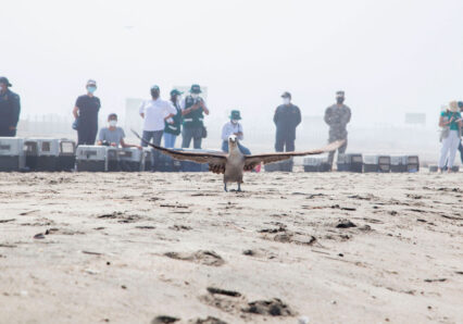 liberacion-de-aves---derrame-de-petroleo-sebastian-sarmiento-spda6--