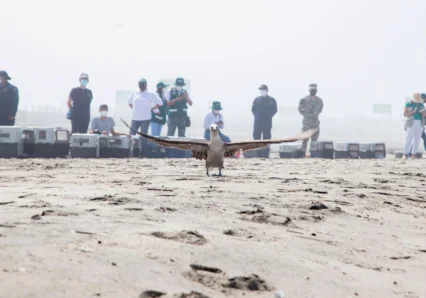 liberacion-de-aves---derrame-de-petroleo-sebastian-sarmiento-spda6--