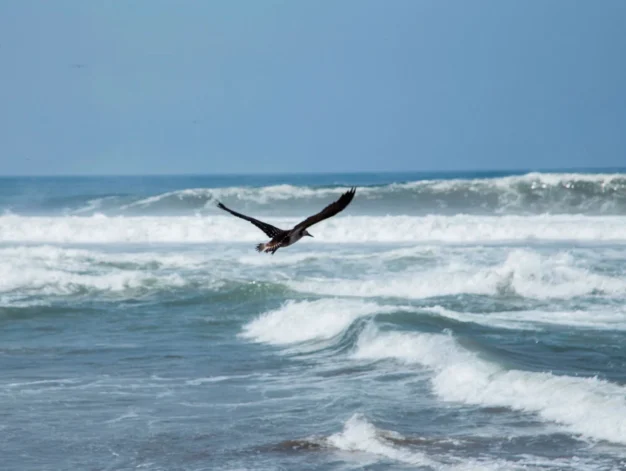 liberacion-de-aves---derrame-de-petroleo-sebastian-sarmiento-spda7--