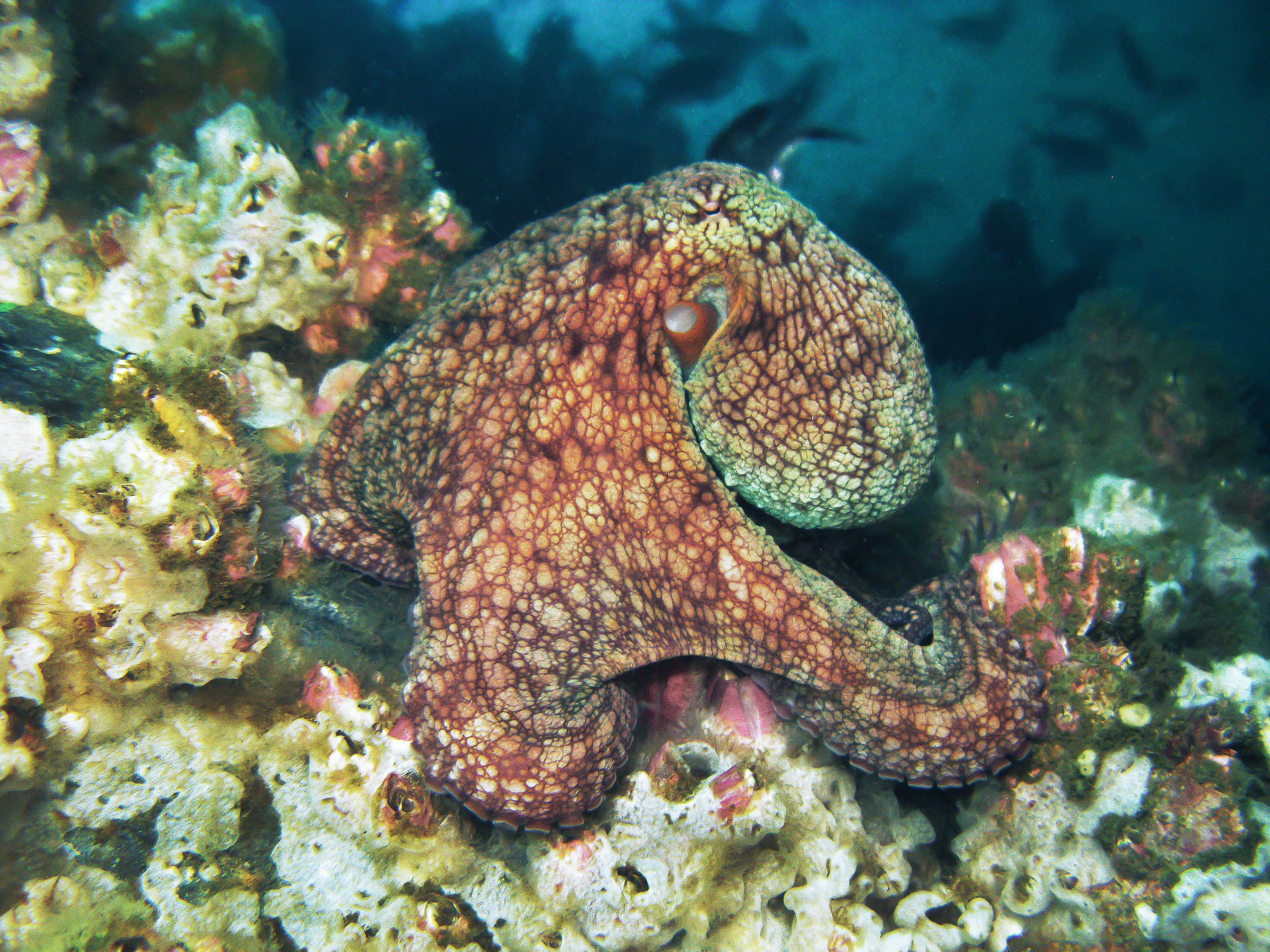 Descubre el mar y sus especies: seis datos que no sabías del pulpo | SPDA  Actualidad Ambiental