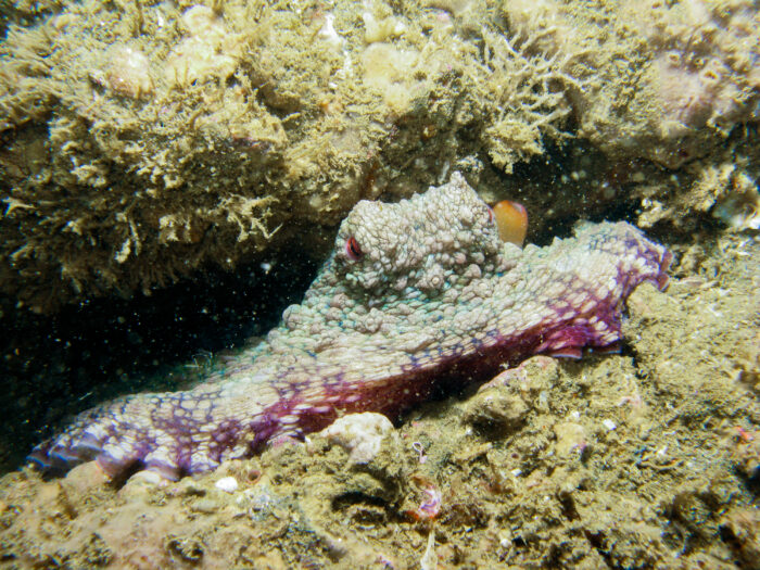Octopus mimus camuflado en una grieta. Foto: Yuri Hooker.
