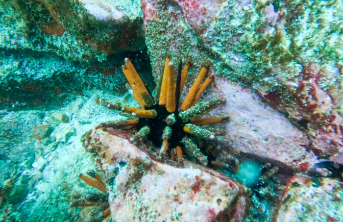 Erizo lápiz de Galápagos (Eucidaris galapagensis) y el pez jaqueta cola blanca (Stegastes beebei), dos especies consideradas endémicas de Galápagos pero que son parte de las especies insulares registradas en la costa tropical del Perú. Foto: Yuri Hooker.
