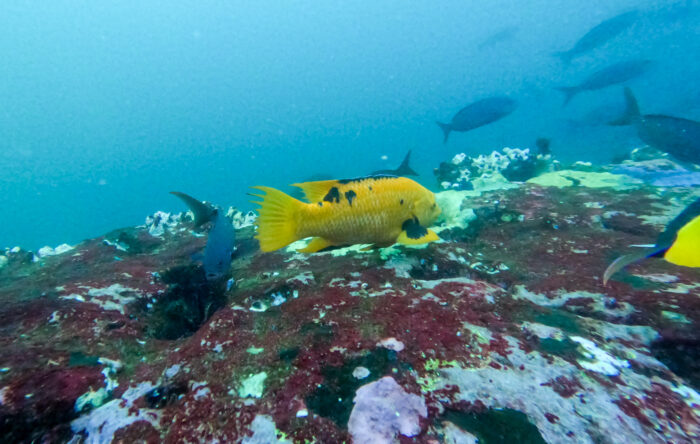 La viejita arlequín (Bodianus eclancheri) tiene poblaciones bien establecidas en las Islas Galápagos, aunque su origen parece ser el norte peruano, en la zona de transición tropical templado, donde también se le encuentra. Foto: Yuri Hooker.