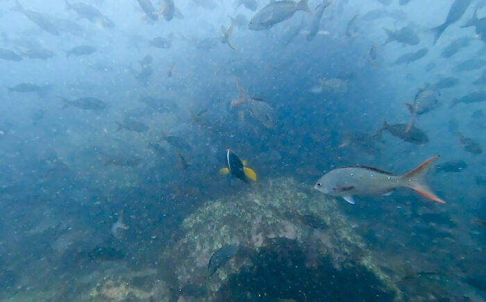 Aguas notoriamente turbias y frías de la corriente de Humboldt en las islas Galápagos. Foto: Yuri Hooker.